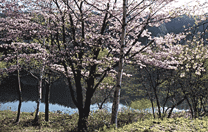 菅平ダム湖畔の山桜