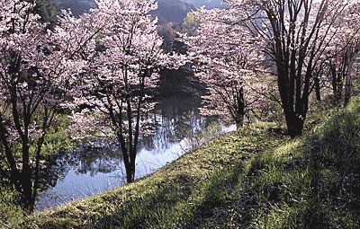 菅平ダム湖畔の山桜