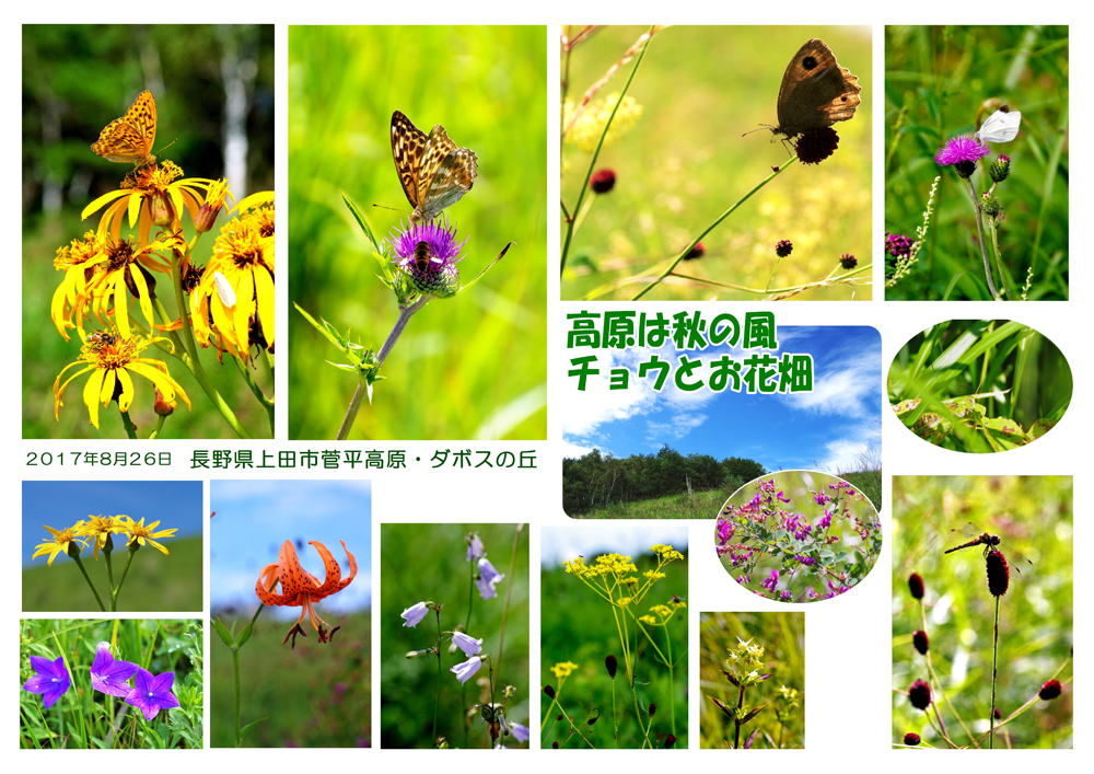 高原は秋の風　チョウとお花畑