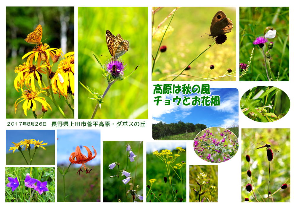 高原は秋の風　チョウとお花畑