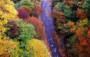 紅葉した松川渓谷