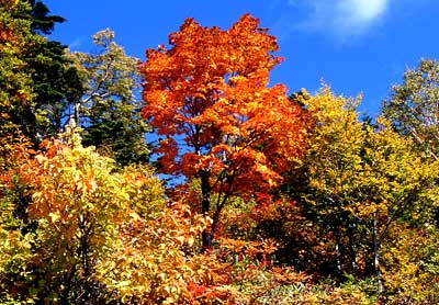 笠ケ岳付近の紅葉