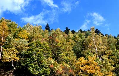山田牧場の紅葉