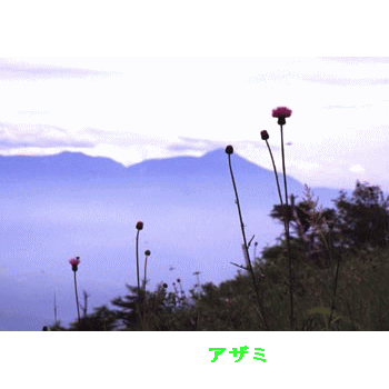 菅平高原の花　７月　強くなってきた日差しに照らされ、大きな花、小さな花が競い合って咲きます