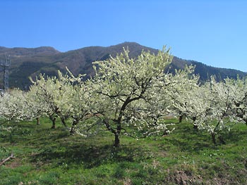 春のうす青色に映えるリンゴの木