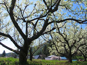 薄青色の空と木の曲線にちりばめられた桜の花びらがその美しさを一層に
