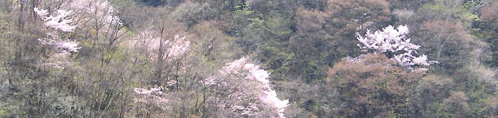 山の木々は芽をふくらませ芽吹きを待つ、その中に薄桃色の花を咲かせた桜がパステルの世界を醸し出している