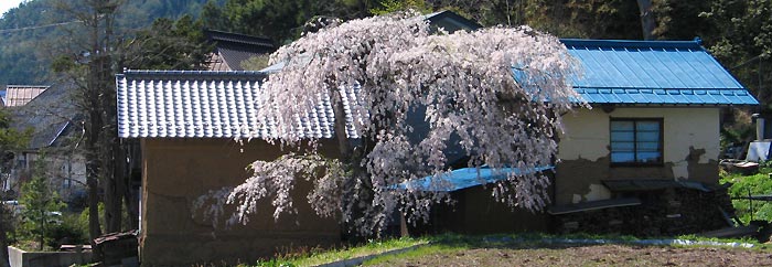 民家の横に咲く桜
