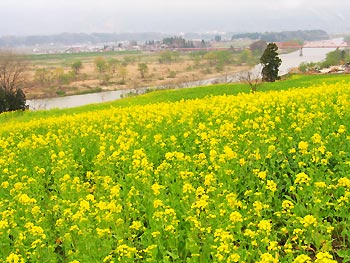 菜の花公園と千曲川