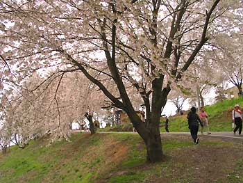 菜の花公園入口の桜