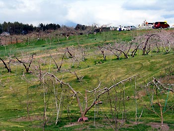 これからの開花開花を待つ「丹霞郷」