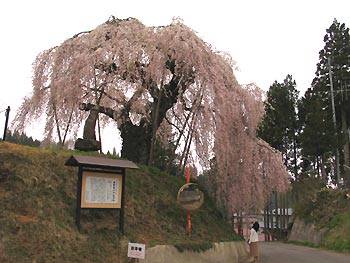 樹齢300年以上のしだれ桜