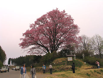 日清戦争戦勝記念に植えられたといわれる「大山桜」