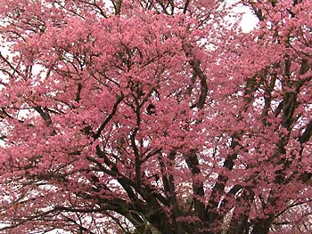 色の濃い「大山桜」は樹齢150年