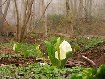 むれ水芭蕉園の水芭蕉