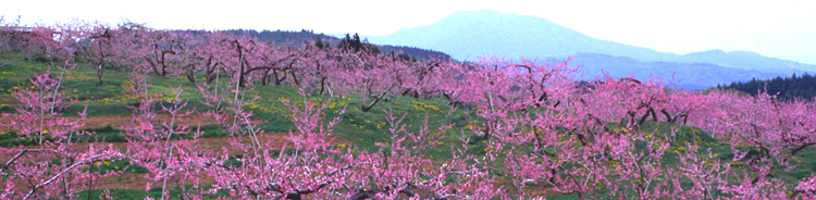 桃の花が彩る「丹霞郷」