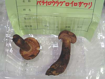 oCEOCK