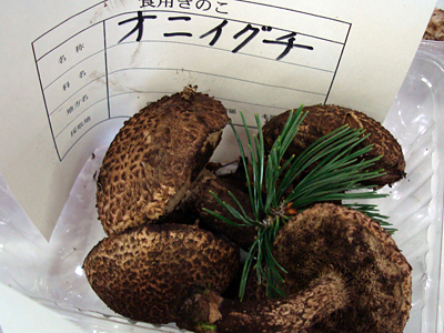 IjCO`