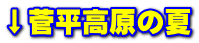↓菅平高原の夏