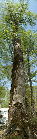 樹齢200年のブナ