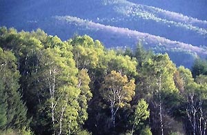 大松山の新緑
